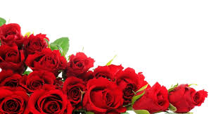 rosas de bemvindas